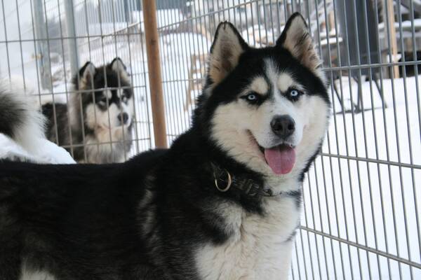 Schlittenhundeabenteuer