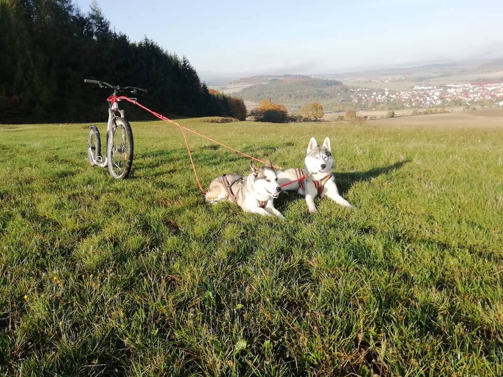 Dogscooter - Workshop für 1 Person